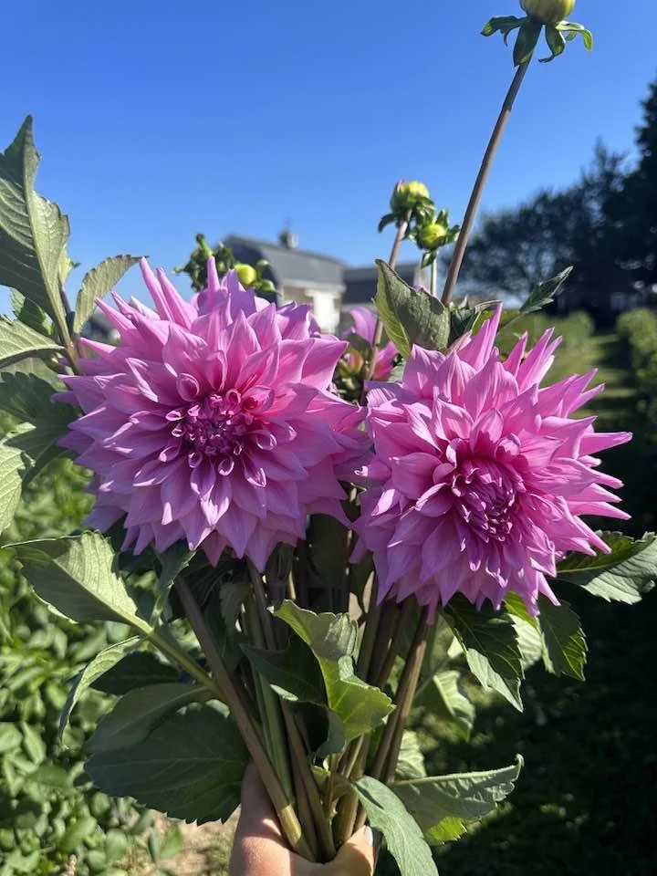 Dahlia Lavender Dinner plate (LDP) AKA Jackie's Wedding 3 Tubers
